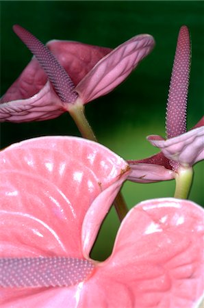 Flamingo lily Stock Photo - Premium Royalty-Free, Code: 689-03128123