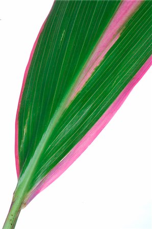 simsearch:689-03128122,k - Exotic plant,leaf,detail Stock Photo - Premium Royalty-Free, Code: 689-03128134