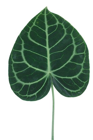 Anthurium leaf Stock Photo - Premium Royalty-Free, Code: 689-03128140