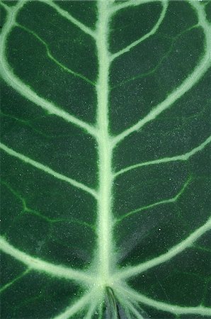 Anthurium leaf Stock Photo - Premium Royalty-Free, Code: 689-03128141
