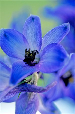 simsearch:689-03128629,k - spring squill Stock Photo - Premium Royalty-Free, Code: 689-03128626
