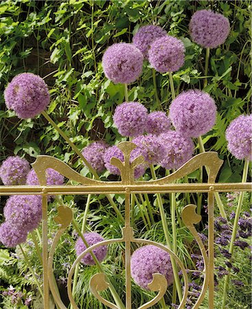 Globularia Photographie de stock - Premium Libres de Droits, Code: 689-03129237