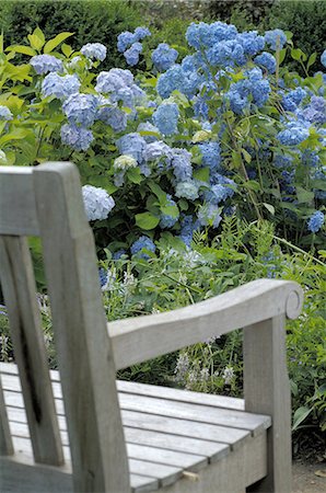 Hydrangeas and garden bench Foto de stock - Royalty Free Premium, Número: 689-03129231