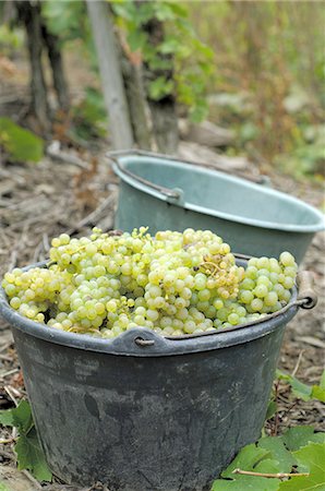 Vintage: White wine grapes in a bucket Stock Photo - Premium Royalty-Free, Code: 689-03129558