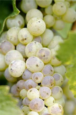 simsearch:689-03129183,k - White wine grapes Fotografie stock - Premium Royalty-Free, Codice: 689-03129551