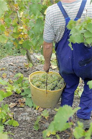 simsearch:689-03129183,k - Vintage: man is carrying wine grapes in a bucket Fotografie stock - Premium Royalty-Free, Codice: 689-03129565