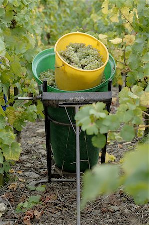 simsearch:689-03129183,k - Vintage: Wine grapes in a bucket Fotografie stock - Premium Royalty-Free, Codice: 689-03129563