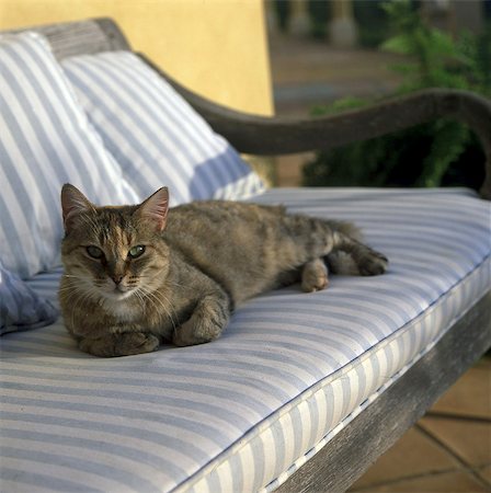 simsearch:689-03130407,k - Cat on the garden bench Stock Photo - Premium Royalty-Free, Code: 689-03129832