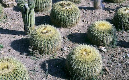 Golden Barrel Cactus Stock Photo - Premium Royalty-Free, Code: 689-03129901