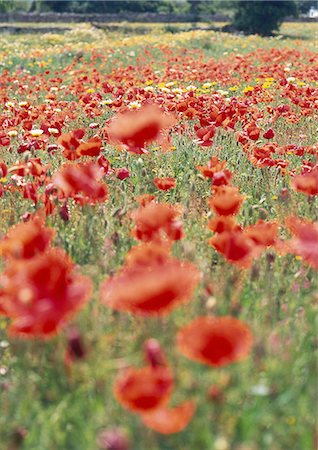 simsearch:689-03123695,k - Poppy field Foto de stock - Royalty Free Premium, Número: 689-03123695