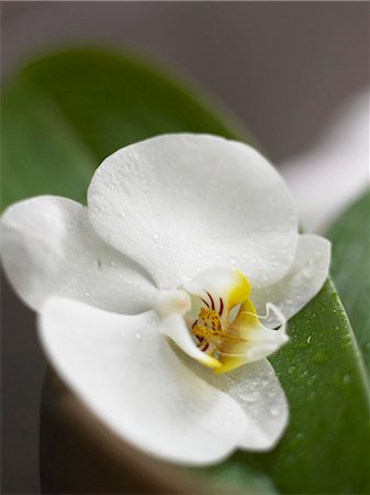 spa decoration - white orchid blossom Stock Photo - Premium Royalty-Free, Code: 689-03123800