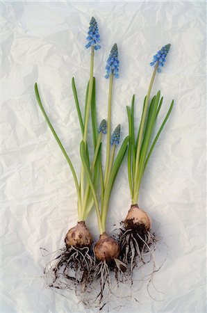spring flowers - grape hyacinths with bulb Stock Photo - Premium Royalty-Free, Code: 689-03130052