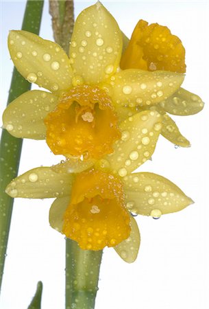 close-up daffodils in blossom Stock Photo - Premium Royalty-Free, Code: 689-03130066