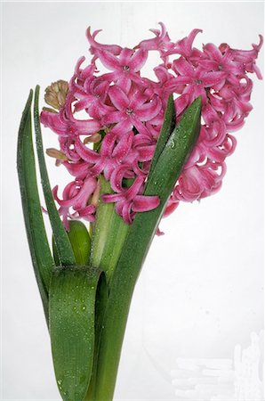 hyacinth Foto de stock - Sin royalties Premium, Código: 689-03130135