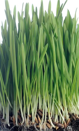 Chives Stock Photo - Premium Royalty-Free, Code: 689-03130165