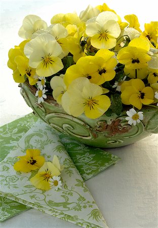 pensée (fleur) - bouquet d'altos jaunes Photographie de stock - Premium Libres de Droits, Code: 689-03130195