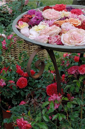 rosa centifolia - rose blossoms Stock Photo - Premium Royalty-Free, Code: 689-03130887