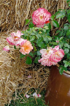 rosa centifolia - rose bush and straw Stock Photo - Premium Royalty-Free, Code: 689-03130895