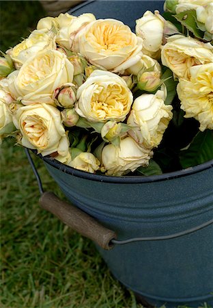 peonia - roses jaunes Photographie de stock - Premium Libres de Droits, Code: 689-03130904