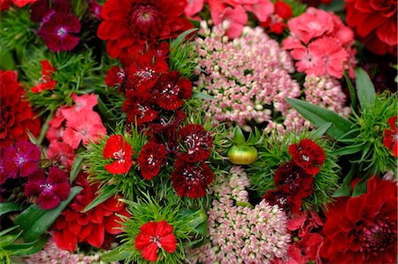 simsearch:689-03131124,k - Fleurs rouges Photographie de stock - Premium Libres de Droits, Code: 689-03131127