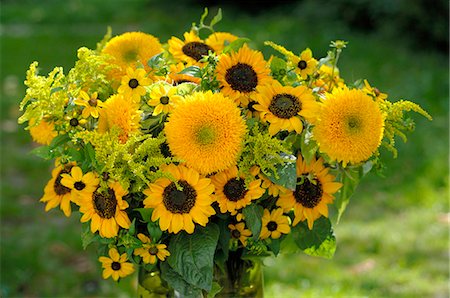 Different sunflowers Foto de stock - Royalty Free Premium, Número: 689-03131120