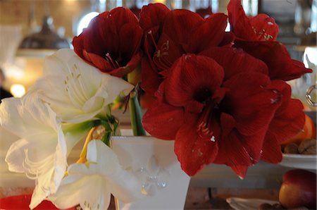 simsearch:689-03131094,k - Amaryllis Blumen Stockbilder - Premium RF Lizenzfrei, Bildnummer: 689-03131470