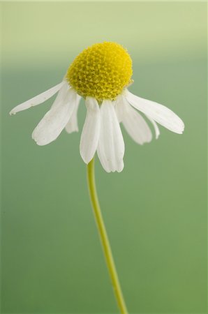 Camomille de fleurs Photographie de stock - Premium Libres de Droits, Code: 689-03733089