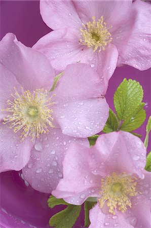 flower in dewdrop - Blossoming wild rose Foto de stock - Sin royalties Premium, Código: 689-03733090