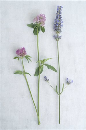 Red clover and lavender Foto de stock - Sin royalties Premium, Código: 689-03733092