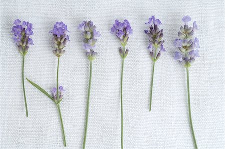 Lavender Foto de stock - Sin royalties Premium, Código: 689-03733145