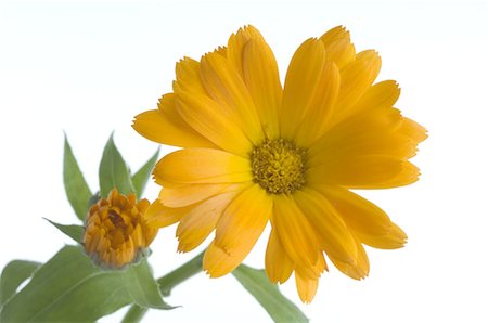 simsearch:700-00955111,k - Pot Marigold blossom Foto de stock - Sin royalties Premium, Código: 689-03733149