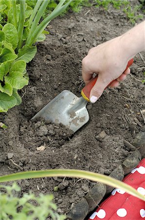 person with trowel - Woman digging in soil Stock Photo - Premium Royalty-Free, Code: 689-03733196