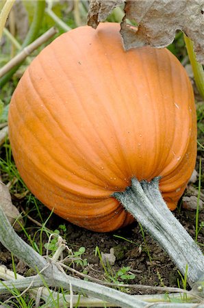 Pumpkin in a field Stock Photo - Premium Royalty-Free, Code: 689-03733228