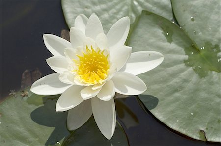 White water lily Fotografie stock - Premium Royalty-Free, Codice: 689-03733231