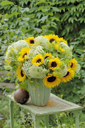 Bunch of flowers with ammi and sunflowers on garden table Foto de stock - Sin royalties Premium, Código: 689-03733232