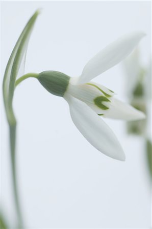 Blossoming Snowdrop (Galanthus) Foto de stock - Sin royalties Premium, Código: 689-03733275