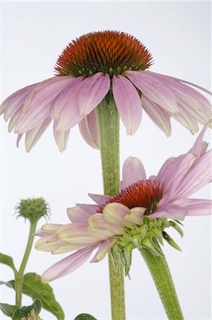 Échinacée (Echinacea) Photographie de stock - Premium Libres de Droits, Code: 689-03733318