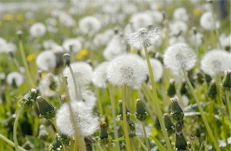 pictures of land and vegetation - Dandelion meadow Stock Photo - Premium Royalty-Free, Code: 689-03733320