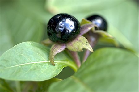 Berry of the Deadly Nightshade (Atropa belladonna) Fotografie stock - Premium Royalty-Free, Codice: 689-03733360