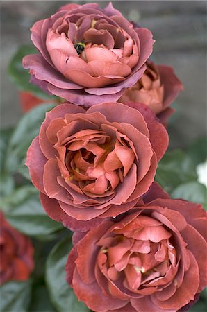 Three red roses Foto de stock - Sin royalties Premium, Código: 689-03733414