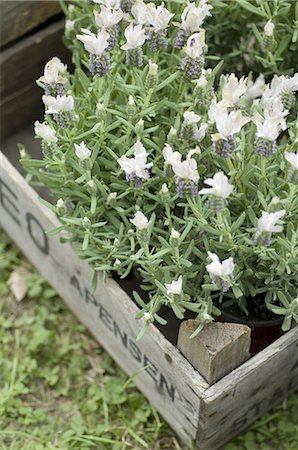 plante en pot - Floraison de la plante en pot dans une caisse Photographie de stock - Premium Libres de Droits, Code: 689-03733417