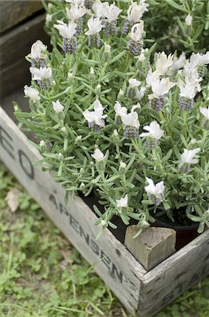 planta en maceta - Blooming potted plant in a crate Foto de stock - Sin royalties Premium, Código: 689-03733417