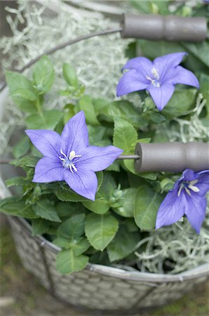 Blühenden Glockenblumen in einem Korb Stockbilder - Premium RF Lizenzfrei, Bildnummer: 689-03733419