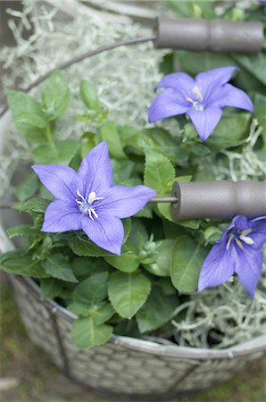 Blooming bellflowers in a basket Stock Photo - Premium Royalty-Free, Code: 689-03733419