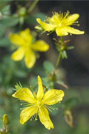 simsearch:689-05610431,k - St. John's Wort (Hypericum perforatum) Stock Photo - Premium Royalty-Free, Code: 689-03733476