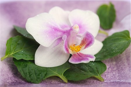 simsearch:600-03152635,k - Orchid blossom Foto de stock - Sin royalties Premium, Código: 689-03733497