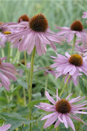 echinacea - Purple coneflowers Fotografie stock - Premium Royalty-Free, Codice: 689-03733613