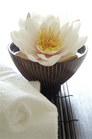 porcelain bowl - White water lily Stock Photo - Premium Royalty-Free, Code: 689-03733643