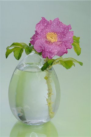 rose gray background - Bach flower Wild Rose (Rosa corymbifera) Stock Photo - Premium Royalty-Free, Code: 689-03733785