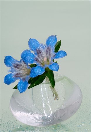 simsearch:689-05610431,k - Bach flower Autumn Gentian (Gentianella amarella) Stock Photo - Premium Royalty-Free, Code: 689-03733789
